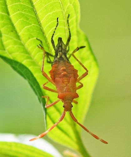 Réf. 347 661 : Coreus marginatus